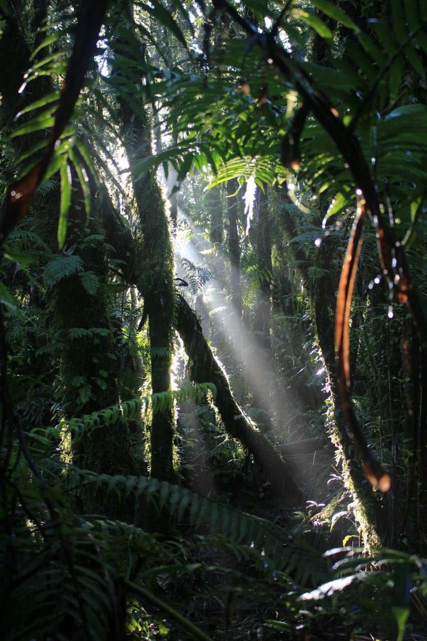 Dschungel im Inselinneren von Camiguin