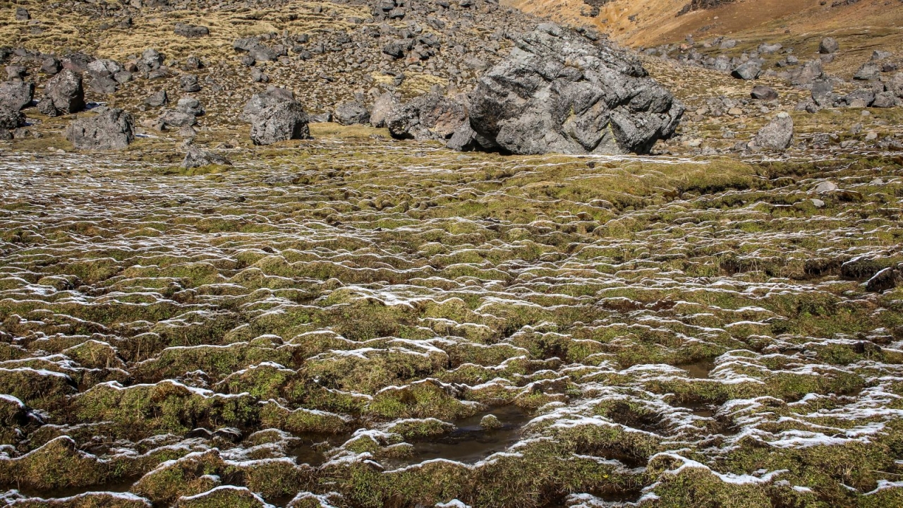 Vegetation am Iztaccihuatl an der Schneegrenze