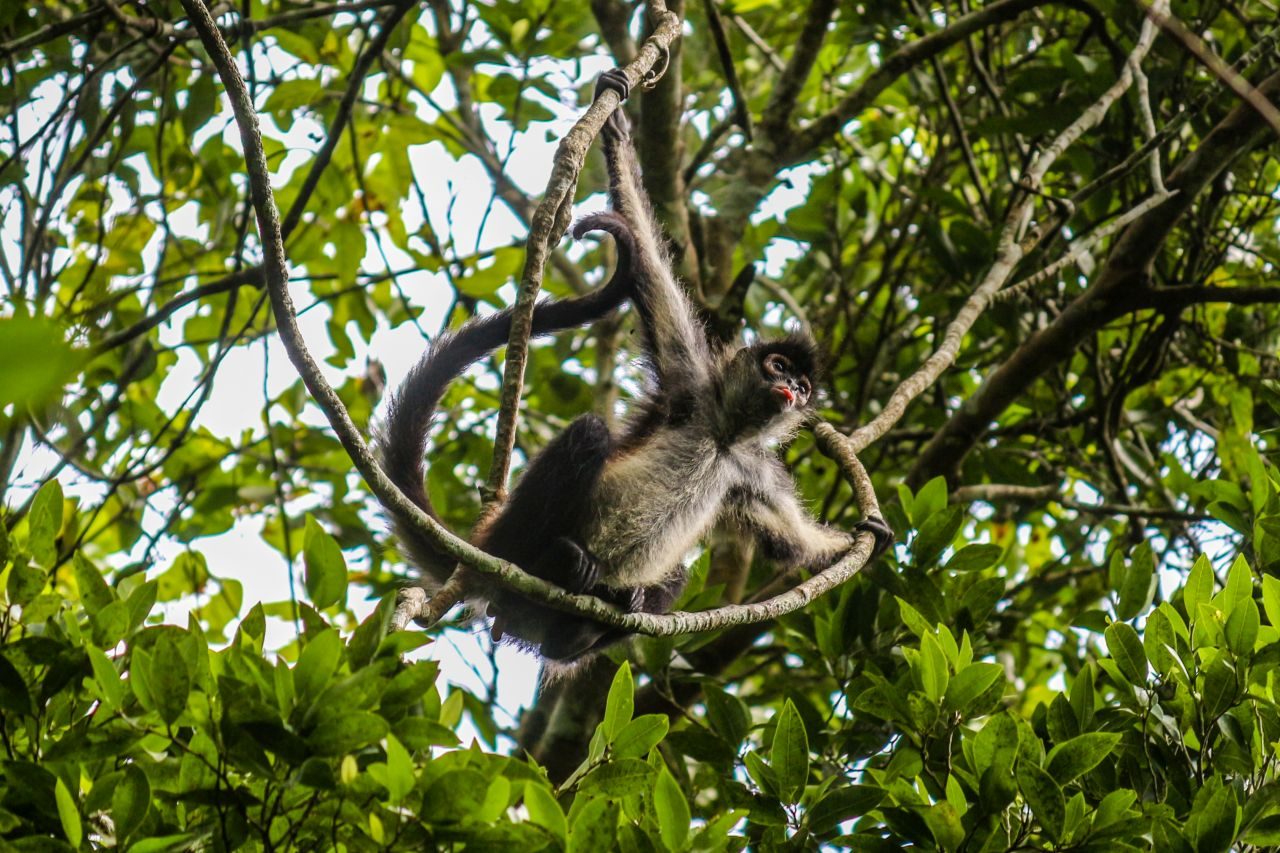 Affe in Tikal