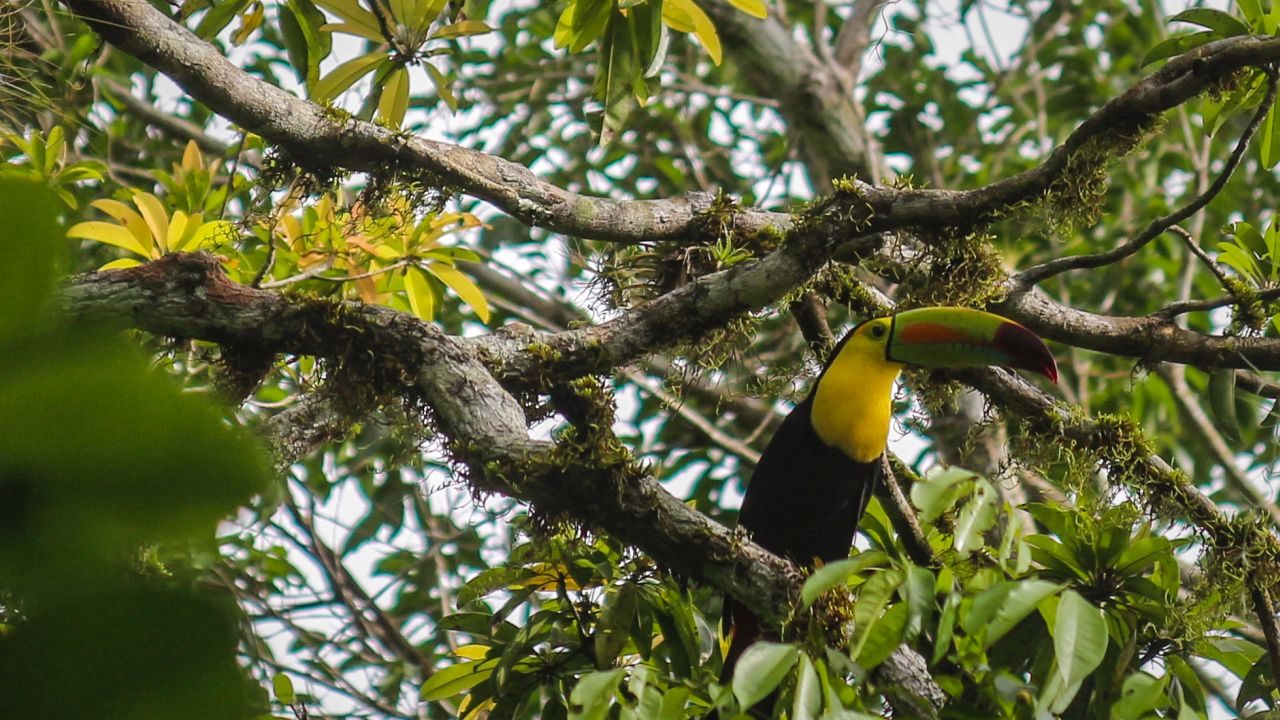 Tukan in Tikal
