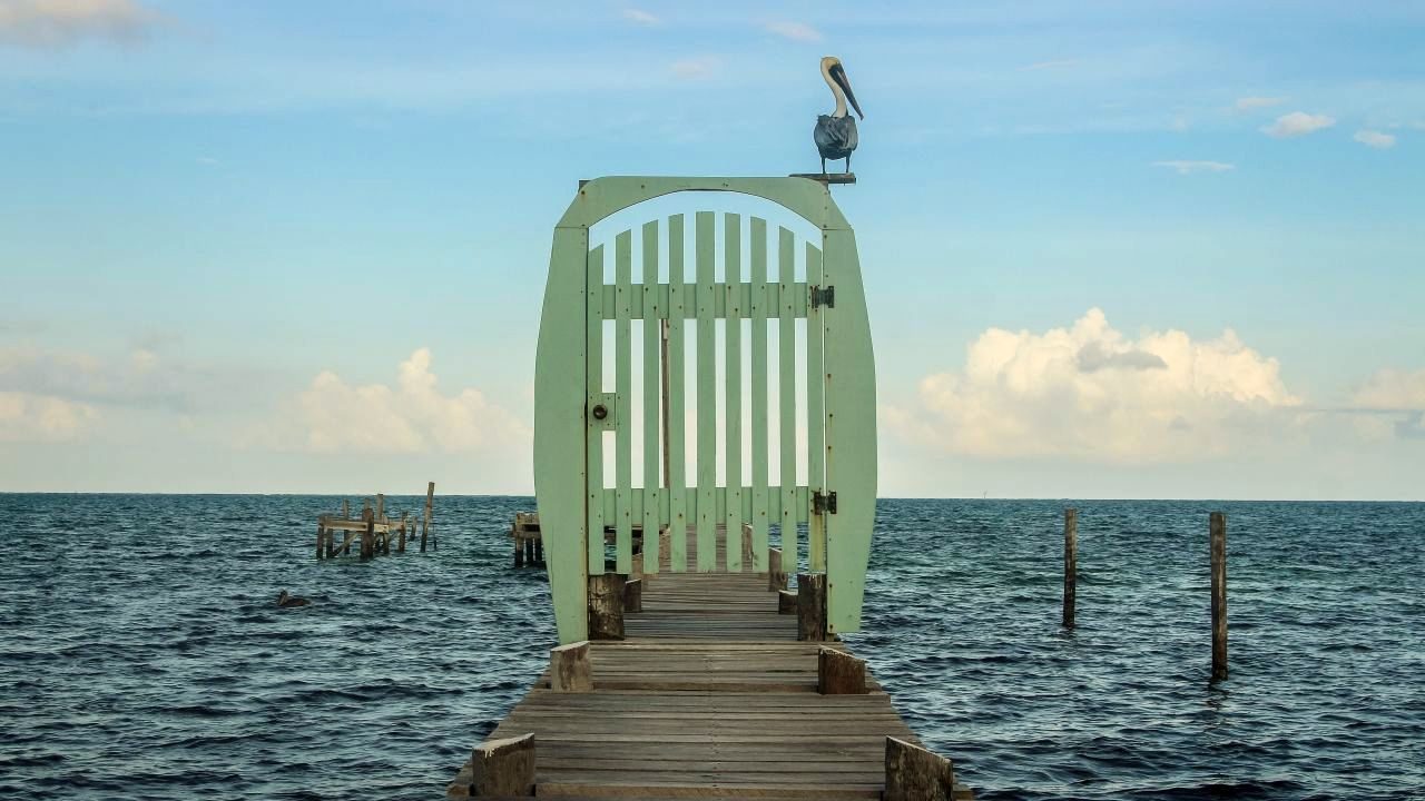 Pelikan auf Caye Caulker
