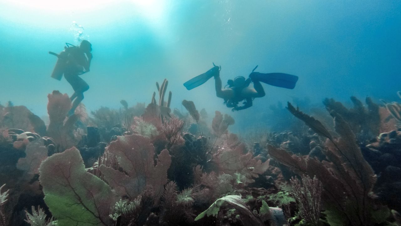 Tauchen bei Utila, Honduras