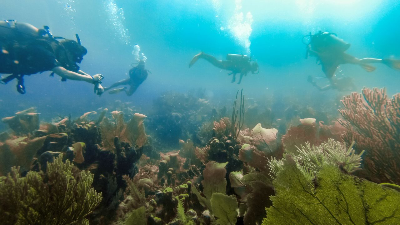 Tauchen bei Utila, Honduras